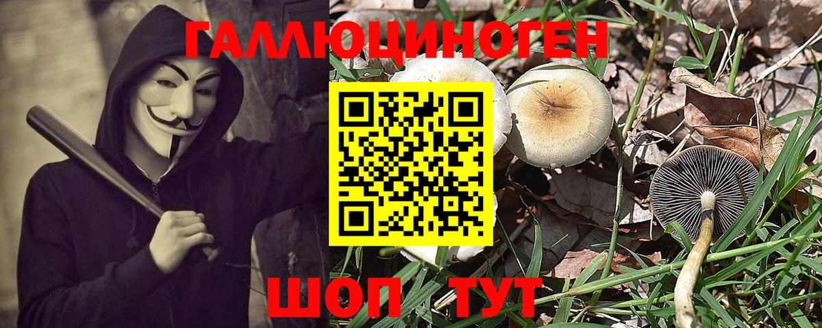 Псилоцибиновые грибы Psilocybe Новошахтинск